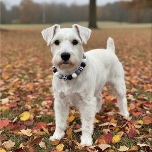 Handmade S Monochrome Beaded Dog Collar with Plaid Accents, Size 11.5”
